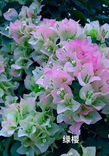 Bougainvillea seedlings (10)