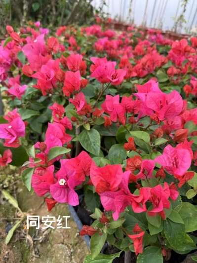 Bougainvillea seedlings (14)