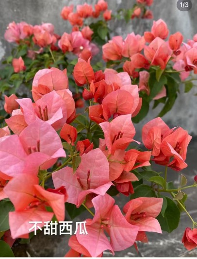 Bougainvillea seedlings (1)