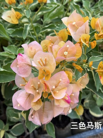 Bougainvillea seedlings (3)