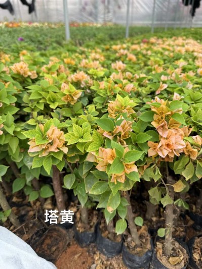 Bougainvillea seedlings (4)